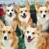Cute Corgis Dogs paint by numbers