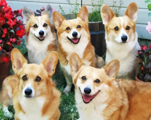 Cute Corgis Dogs paint by numbers
