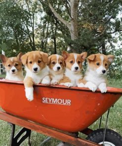 Corgis Little Puppies paint by numbers