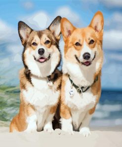 Corgis Puppies Dogs paint by numbers