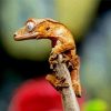 Crested Gecko Reptile paint by numbers