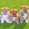 Cute Akita Puppies Dogs paint by numbers