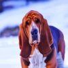 Bloodhound In Snow paint by numbers