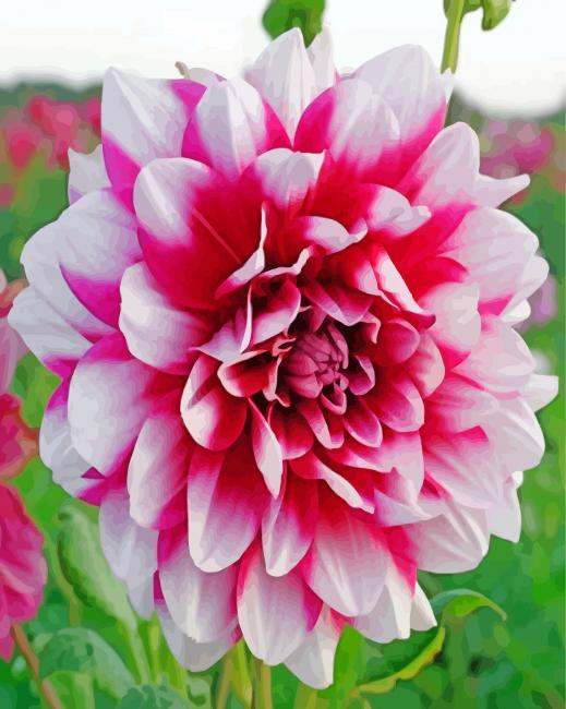 Pretty Dahlia Flower paint by numbers