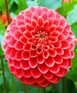 Pink Dahlia Flower paint by numbers