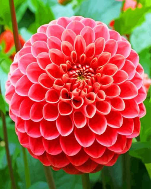 Pink Dahlia Flower paint by numbers