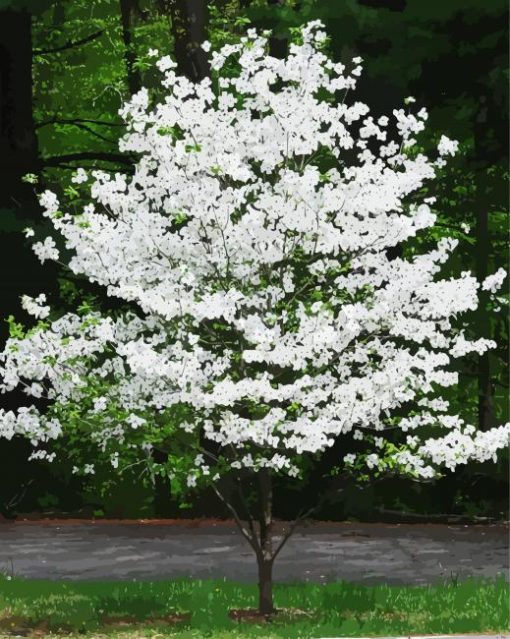 Blooming Dogwood Tree paint by numbers