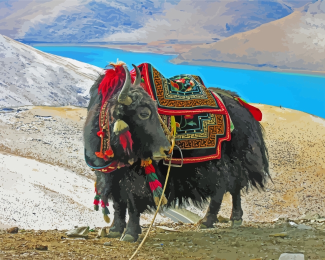 Domestic Yak Animal paint by numbers