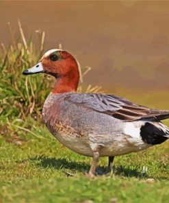 Eurasian Wigeon Male paint by numbers