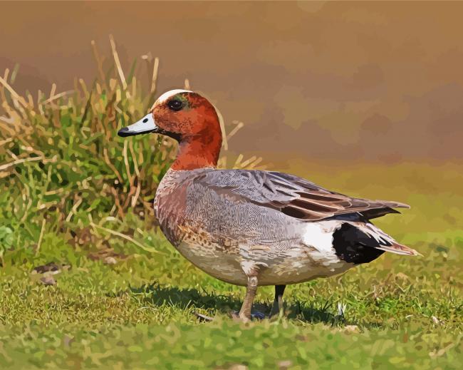Eurasian Wigeon Male paint by numbers