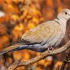 Eurasian Collared Dove Bird paint by numbers