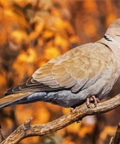 Eurasian Collared Dove Bird paint by numbers