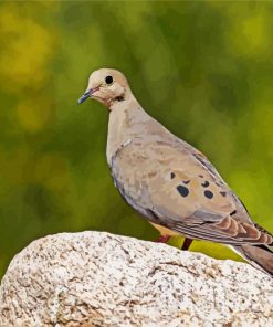 Eurasian Collared Dove paint by numbers