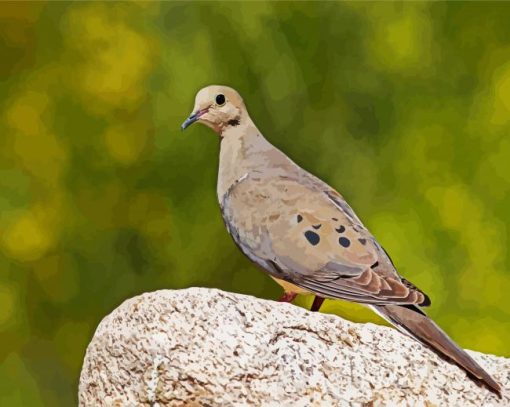 Eurasian Collared Dove paint by numbers