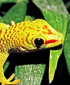 Yellow Gecko Reptile paint by numbers