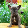 Grey Frenchie Bulldog paint by numbres