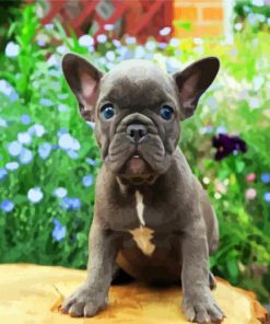 Grey Frenchie Bulldog paint by numbres