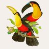 Hornbill Birds On Branch paint by numbers