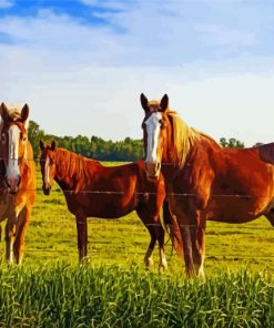 Brown Horses In Field paint by numbers