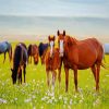 Horses In Meadow paint by numbers