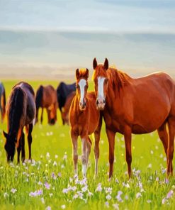 Horses In Meadow paint by numbers
