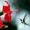 Hummingbird And Red Flowers paint by numbers