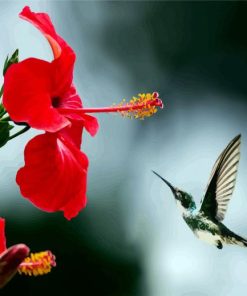 Hummingbird And Red Flowers paint by numbers