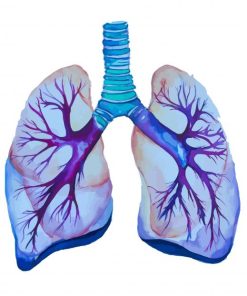 Lungs Art paint by numbers