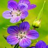 Meadow Cranesbill Flowers paint by numbers