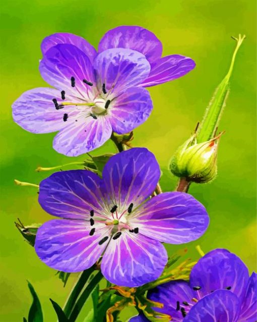 Meadow Cranesbill Flowers paint by numbers