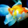 Orange And White Fish paint by numbers