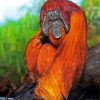 Orangutan Monkey paint by numbers