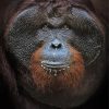 Orangutan Close Up Face paint by numbers