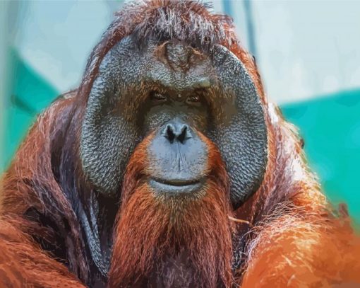 Orangutan Monkey Animal paint by numbers