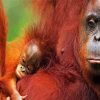 Orangutan Mother And Her Baby paint by numbers
