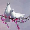 White Pigeon Doves paint by numbers