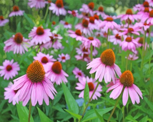 Pink Daisy Wildflower paint by numbers