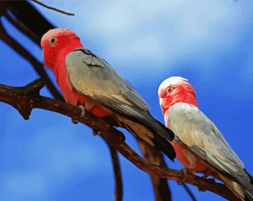 Pink Grey Cockatoo paint by numbers