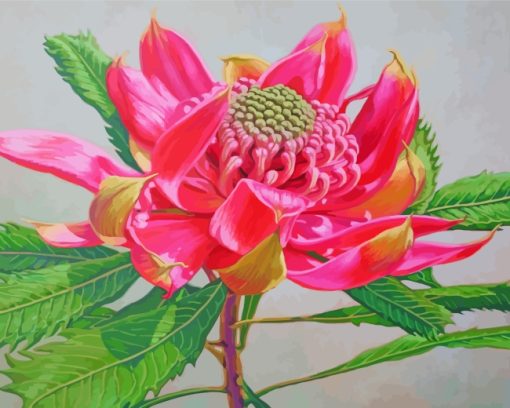 Pink Waratah Plant paint by numbers