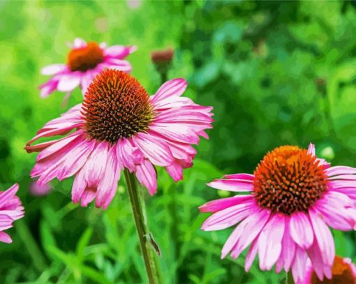 Purple Coneflowers paint by numbers