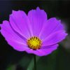 Purple Cosmos Flower paint by numbers