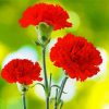 Red Carnation Flowers paint by numbers