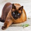 Adorable Siamese Cat paint by numbers