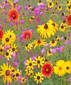 Spring Colorful Wildflower paint by numbers