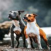Staffordshire Bull Terrier paint by numbers