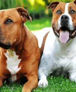 Aesthetics Staffordshire Bull Terrier paint by numbers
