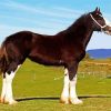 The Shire Horse Animal paint by numbers