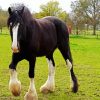 The Shire Horse paint by numbers