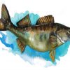 The Walleye Fish Art paint by numbers