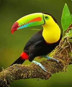 Tucan Bird On Branch paint by numbers